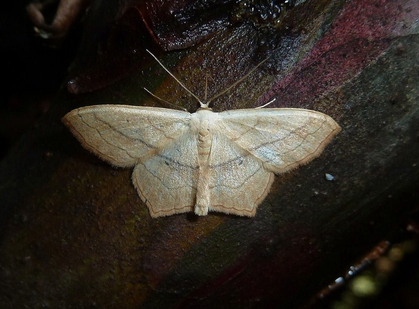 Scopula imitaria? - S�